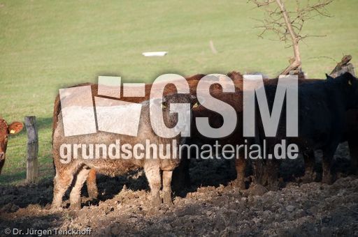 Hausrind (154 von 174).jpg